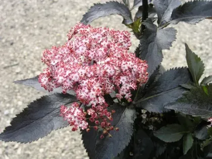 Бузина черная Блэк Тауэр