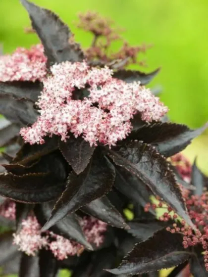 Бузина черная Блэк Тауэр