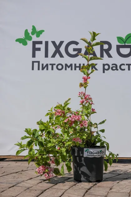 Вейгела Вайт Лайтинг
