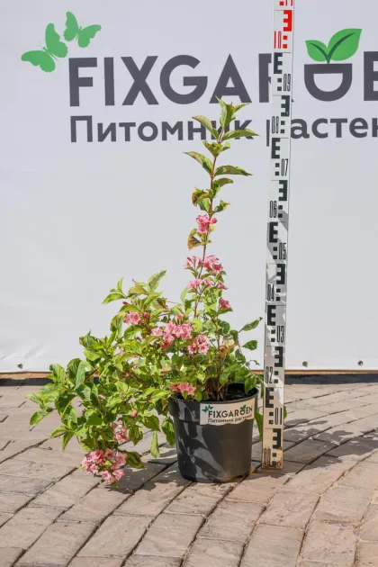 Вейгела Вайт Лайтинг