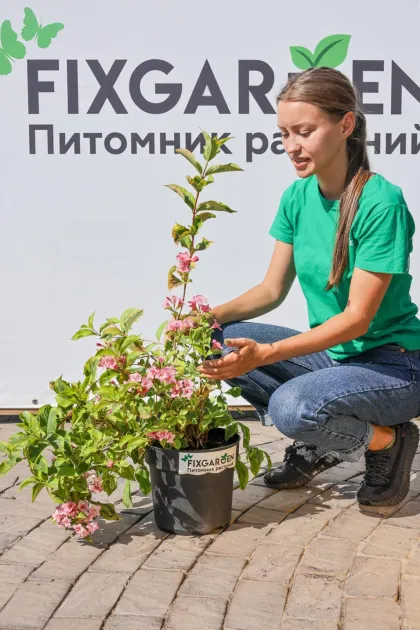 Вейгела Вайт Лайтинг