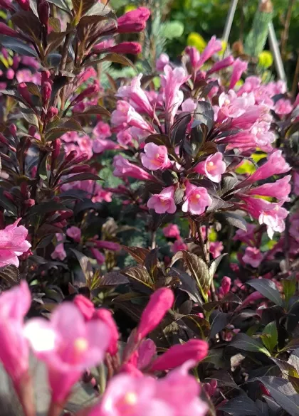 Вейгела Танго