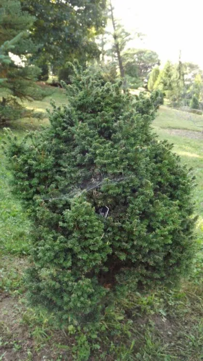 Тсуга канадская Гринвуд Лейк