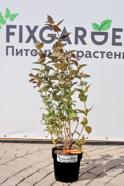 Вейгела Эбони энд Айвори