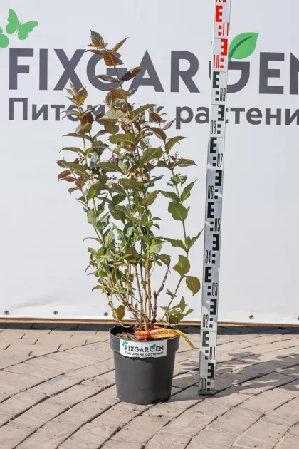 Вейгела Эбони энд Айвори