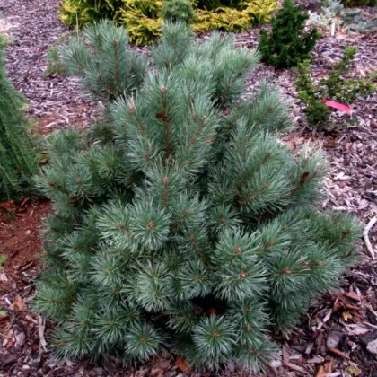 Сосна обыкновенная Шантри Блю