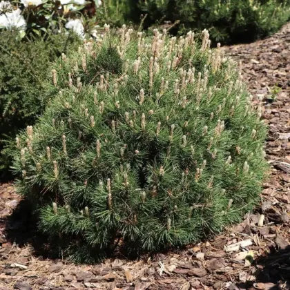 Сосна крючковатая Хейдеперле