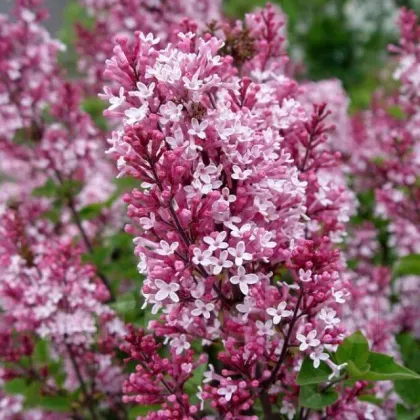 Сирень Мейера Тинкербелл