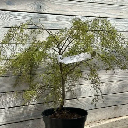 Береза повислая Караса