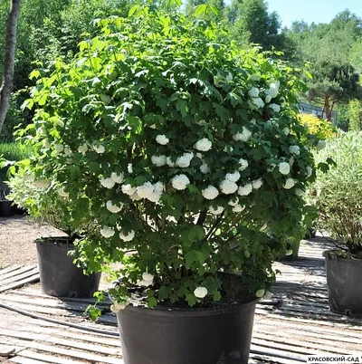 Калина Розеум