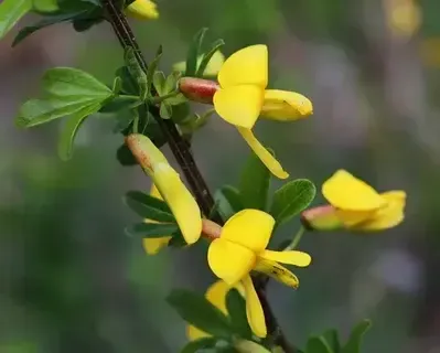 Карагана Уссурийская