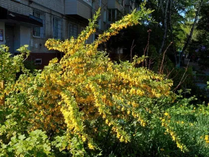 Карагана Уссурийская