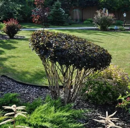 Пузыреплодник Дьябло