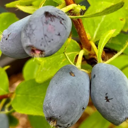 Жимолость Клубничная сенсация