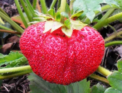 Земляника Лорд