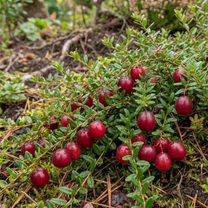 Клюква Бен лир