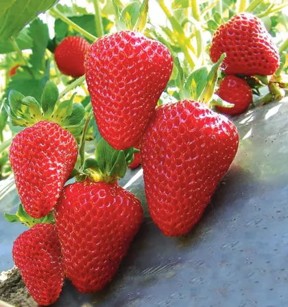 Земляника ремонтантная Сан Андреас