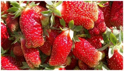 Земклуника Купчиха улучшенная