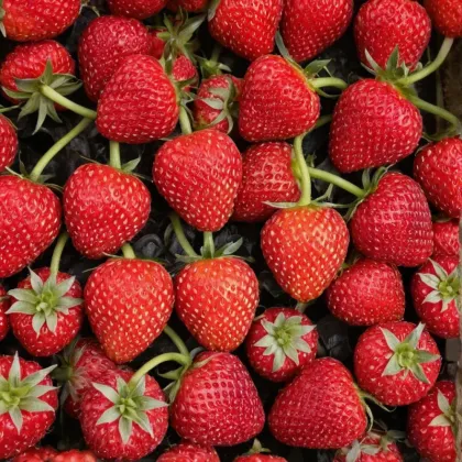 Земляника Азия