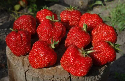 Земляника ремонтантная Елизавета