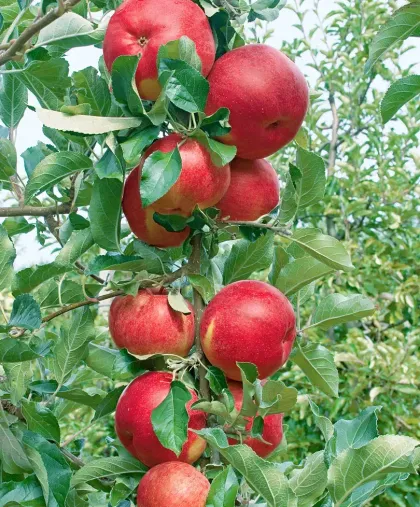 Яблоня колоновидная Джин