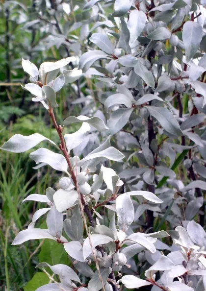 Лох серебристый