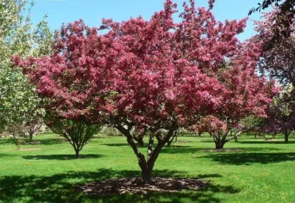 Яблоня Декоративная Махровая