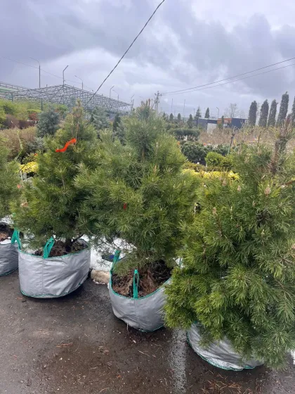 Сосна Глаука Глобоза