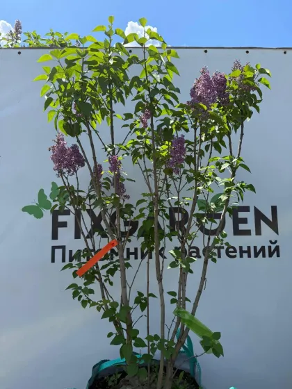 Сирень обык. Фрэнк Патерсон