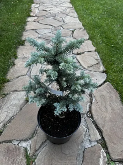 Ель колючая