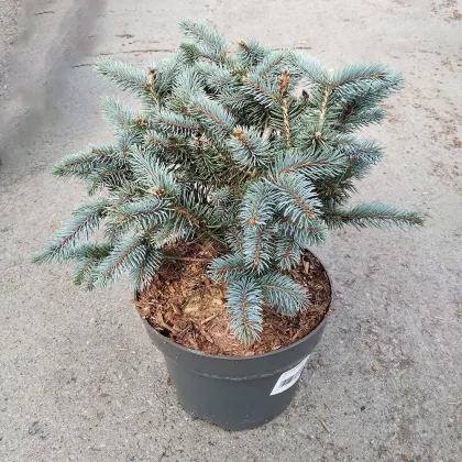 Ель колючая