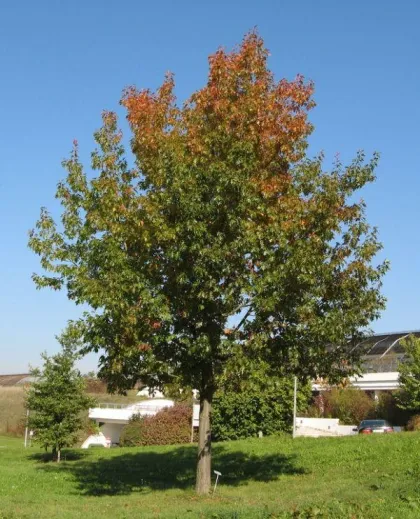 Дуб красный (Quercus rubra)