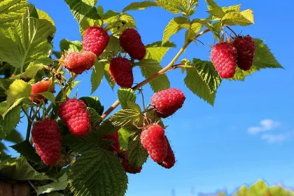Малина Драгоценная