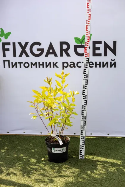 Дерен Ауреа