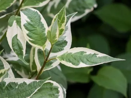 Дерен белый Айвори Хало