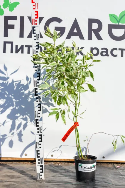 Дерен белый Айвори Хало