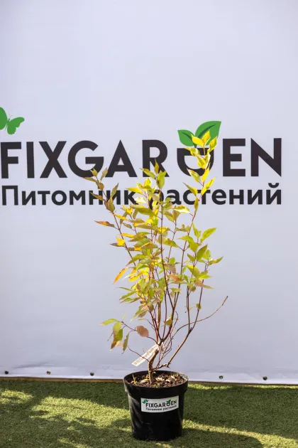 Дерен белый Гоучаулти