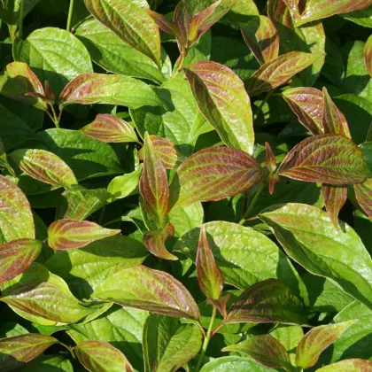 Дерен белый Кессельринги