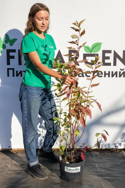 Дерен белый Шпетта