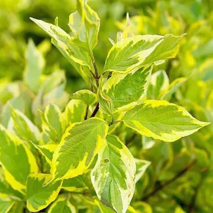 Дерен белый Шпетта