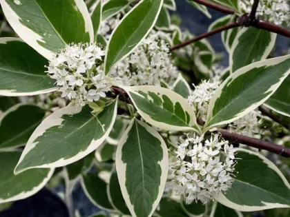 Дерен белый Элегантиссима