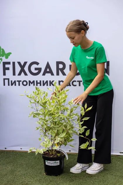 Дерен белый Элегантиссима