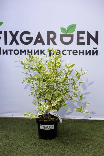 Дерен белый Элегантиссима