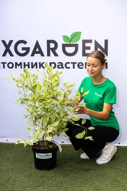 Дерен белый Элегантиссима