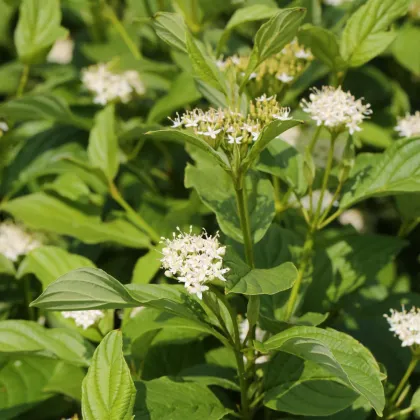 Дерен Буги Еллоу