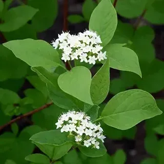 Дерен Флавирамеа