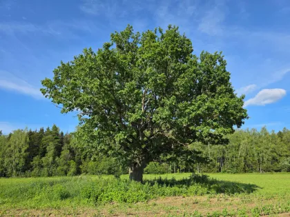 Дуб черешчатый (Quercus robur)