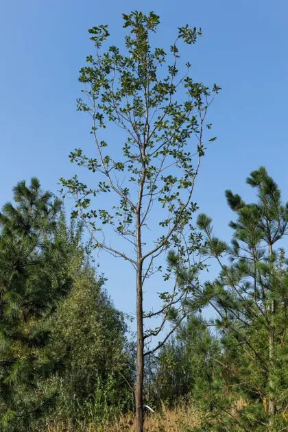 Дуб черешчатый (Quercus robur)