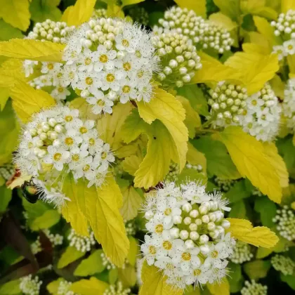 Пузыреплодник Ангел Голд