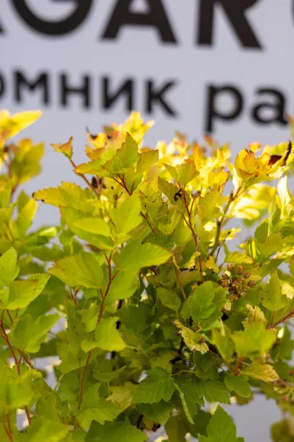 Пузыреплодник Дартс Голд
